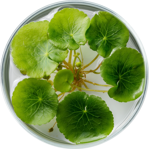 Centella Asiatica