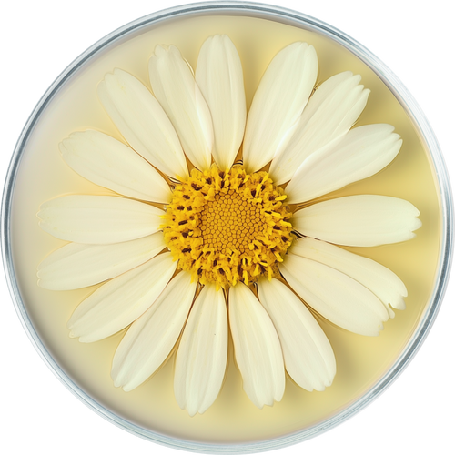 Anthemis Nobilis Flower Oil