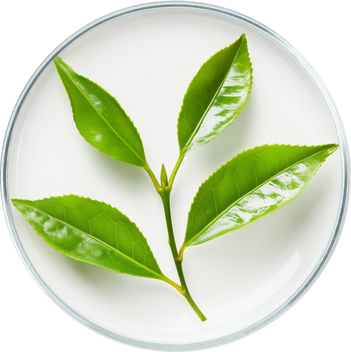 Green Tea Extract