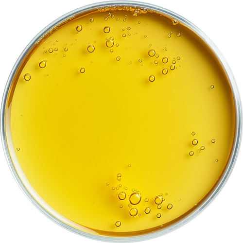 Castor Seed Oil