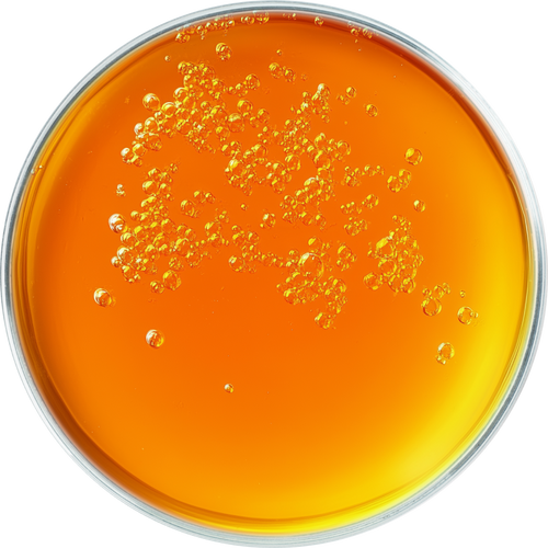 Tetrahexyldecyl Ascorbate