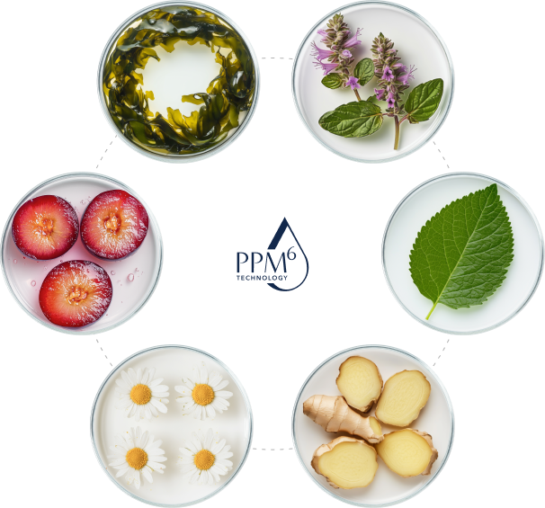 Ingredients circle