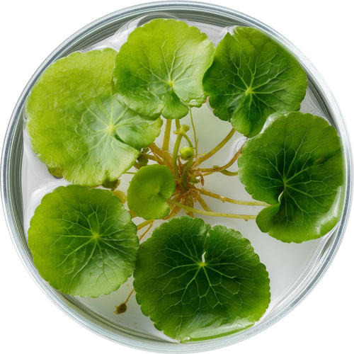 Centella Secretome Concentrate