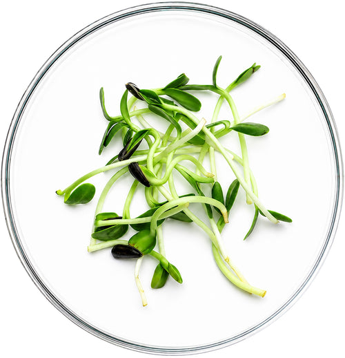 Sunflower Seed Extract: (NAD+ Boost)